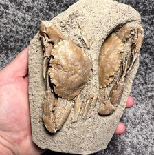 Charybdis Fossil Crabs – Unusual Double Association ✅ picture