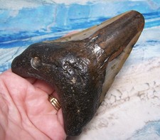 MEGALODON SHARK TOOTH 4 1/4