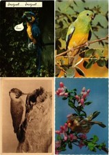 BIRDS ANIMAL 300 MODERN Postcards (L2843) picture