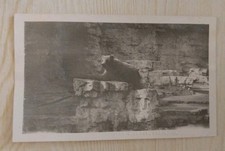 Vintage Postcard 1921 Bear Pits Forest Park Zoo St Louis Missouri  Ephemera RPPC picture