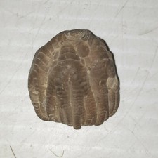 Crinoid Sarocrinus Mississippian Fossil Lake Monroe, Indiana picture