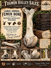 Large Animal Femur Bone 13-14” Natural Osteology Anatomy Specimen Rustic Decor picture