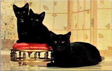 Black Cat Family Greetings Leacock PA Vintage Postcard 5P22-5 picture