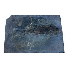 Amblypterus Fossil Fish - Upper/Lower Permian - Germany picture