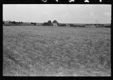 Photo:Hydro Oklahoma 1939 Wheat Field Farm Scene picture