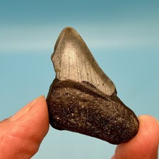 1.98” Megalodon Shark Tooth - Bargain Deal - No Restoration or Repair picture