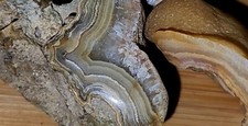 Crowleys Ridge Agate Fortification Bands Many Colors 117G Lot Of 6 E2CRL25 picture