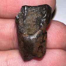 Framed Large TRICERATOPS or TOROSAURUS Fossil Dinosaur Tooth .79 Inches picture