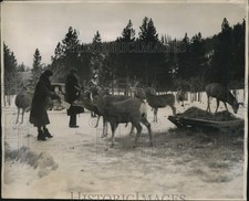 1934 Press Photo Jasper Natl Park Canada Mrs T OHagen feeding elk - nex70513 picture
