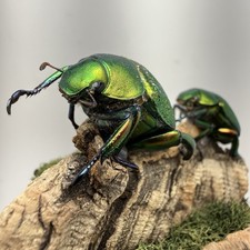Pair of Chrysophora chrysochlora Scarab Beetles Mounted Real Insect Taxidermy picture