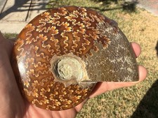 4.5” Polished Madagascar Ammonite Fossil-Whole Specimen-Museum Quality picture