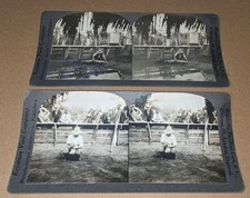 2 Rare Keystone Stereoviews Musa Isle Miami Florida Seminole Alligator Wrestling picture