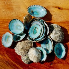 10pcs Green Limpet Shells Natural Seashell Craft Supplies picture