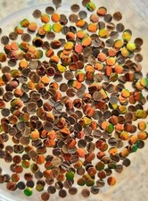 500 pcs. 3 mm. No Hole Golden Red Jewel Beetle Wings Sequins DIY Craft Supplies picture