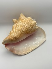 VTG Large Queen Conch Shell 10” Pink Interior Natural Coastal Nautical  Wedding picture