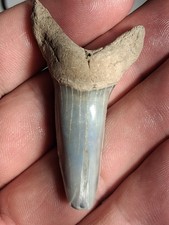 RARE HASTALIS LOWER  MAKO SHARKS TOOTH VICTORIA AUSTRALIA  2.41 picture