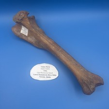 Fossil Yukon Horse Tibia picture