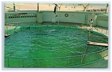Postcard St Petersburg Beach Florida Porpoise Leaping at Aquatarium picture