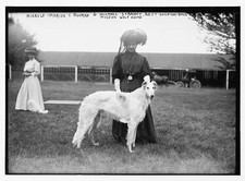 Mineola NY 1908 Marion C Bourne Michael Strogoff Dog Show Russian Wolfhound picture