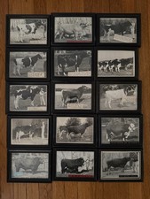 15 Vintage 1960s Dairy Cow Photos Strohmeyer Carpenter Wetmore Weaver Remsberg picture
