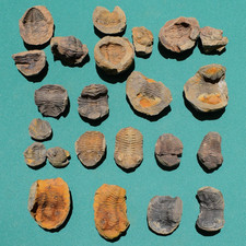 Collection of 10 complete trilobite fossils in nodules from Bolivia Devonian. picture