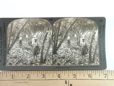 Gathering Cacao Pods Ecuador Stereoview Keystone View Co. 1900s Agriculture picture