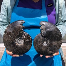 2 pieces 1630G TOP Natural Beautiful Black Conch Fossil Crystal Specimen 6814 picture