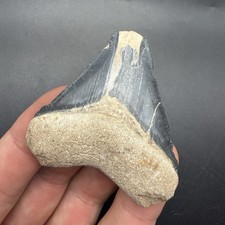 Megalodon Shark Tooth Fossil - 2.36” All Natural picture