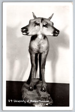 RPPC c1950s University of Alaska Two Headed Calf Fairbanks Taxidermy Postcard picture