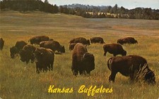 1963 Kansas Buffaloes Buffalo Kingman Garden City Dodge City Chrome Postcard picture