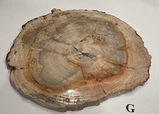 Full Bark Petrified Wood Slab Polished Both Sides #G picture