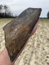 Beautiful EXTINCT “MYSTICETI” Bone Fossil Please Google in what’s in Quotations picture