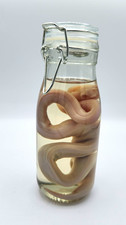 Preserved Snake Wet Specimen In Glass Jar - Albino Ball Python picture