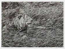 Postcard Sebastiao Salgado Zambia Kafue National Park 2010 Lion MINT Oversize picture