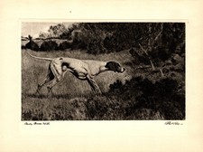 1930s Antique Pointer Print Bert Cobb Pointer Hunting Dog Wall Art Decor 7102p picture