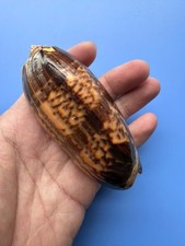101.8mm | Oliva Miniacea| GIANT size | F+++ | BANDED | Nice Shell picture