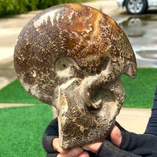 1.76LB Rare Natural Tentacle Ammonite Specimen  Healing Crystal picture