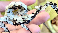 extatosoma tiaratum spiny leaf insects ova x30 lichen morph