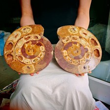 9.13LB Polished Ammonite Fossil Slice Agatized Purple Gold Spiral Specimen4.15 picture