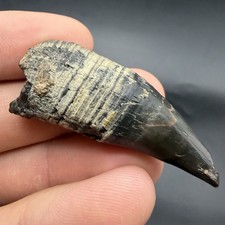 RARE Fossil Sperm Cetacean Tooth Venice Florida Marine Mammal Tooth 1.93” picture
