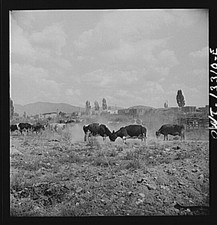 Photo:Rural Cattle Field Herd Grazing 1900s Landscape Print picture