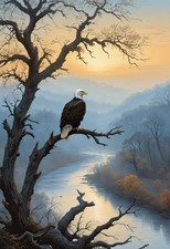 American Bald Eagle at Dawn - Naturalist Illustration Print picture