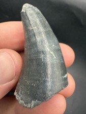 MONSTER SIZED FOSSIL GATOR TOOTH SOUTHWEST FLORIDA FOSSIL 1.67” HUGE picture
