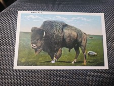 Buffalo NY New York Bison Vintage White Border 1937 Postcard 2995 picture