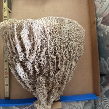 Hard to Find Large Natural Sea Sponge 9.5 In x 9 in. picture