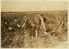 Photo:Lawton Oklahoma 1916 L.H. Kirkpatrick Family Cotton Picking Children picture