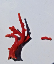 30 ct Natural Mediterranean Sea Red Coral Branch picture