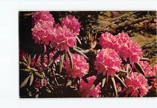 Purple Rhododendron in Full Bloom H-45759 picture