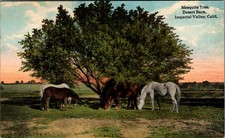 1910s Imperial Valley CA Horses Mesquite Tree Desert Barn Postcard picture