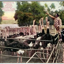 c1910s Cawston Ostrich Farm Postcard Swallowing Whole Oranges Feeding Crowd CA picture
